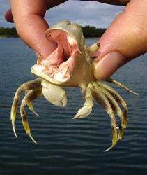 Hippo Crab Funny Picture